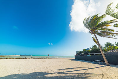 Palm trees on beach against blue sky