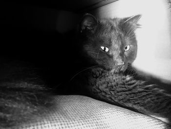 Close-up of cat lying on bed