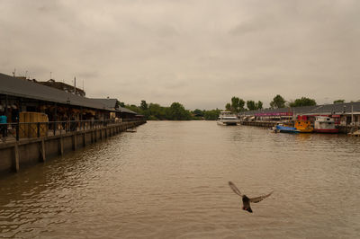 View of birds flying over river