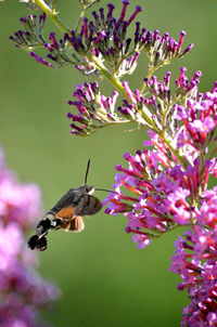 Close-up of bee pollinating on pink flower