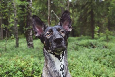 Close-up of black dog