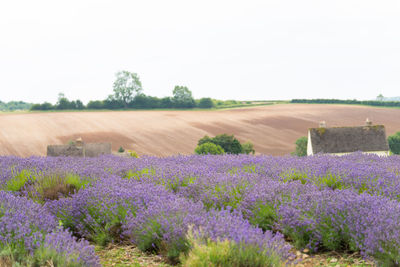 Scenic view of lavender field against sky