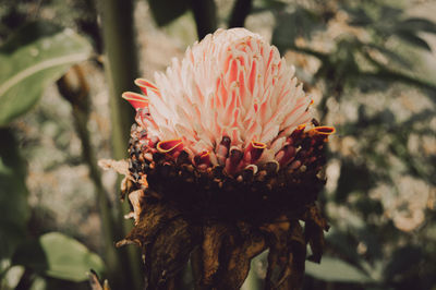 Close-up of flower against blurred background