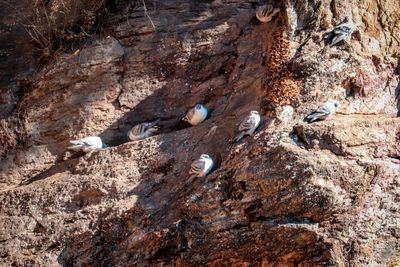 Close-up of lizard on rock