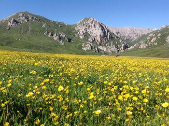 Scenic view of flowering field against clear sky