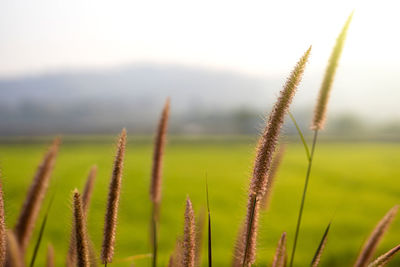 Close-up of stalks in field against sky