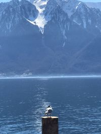 Seagull on a sea