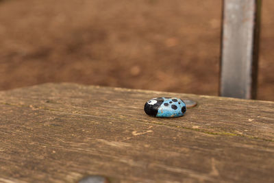 High angle view of crab on wood