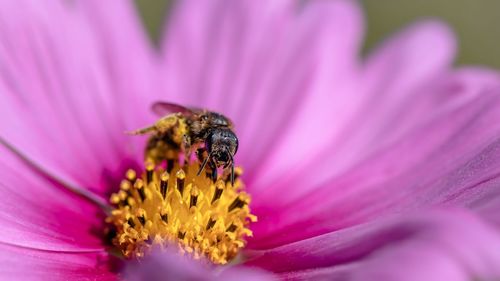 Close-up of honey bee pollinating on pink flower