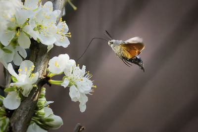 Close-up of bee on flower
