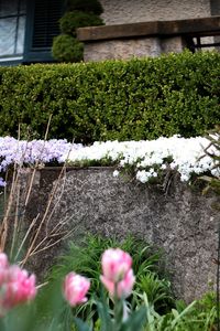 Close up of flowers blooming outdoors