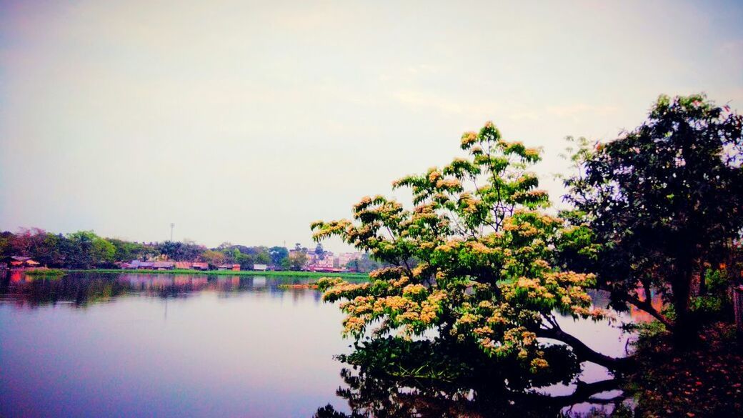 tree, nature, reflection, water, lake, sunset, beauty in nature, growth, scenics, outdoors, sky, no people, day