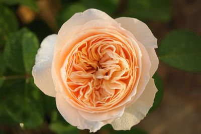 Close-up of white rose