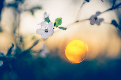 Close-up of white flowering plant