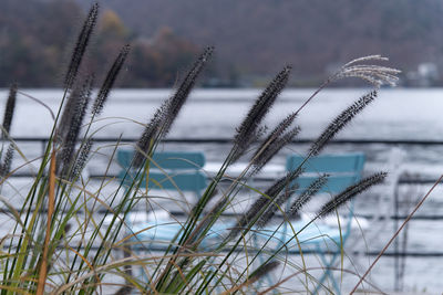 grass