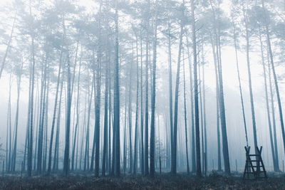 Trees on misty landscape