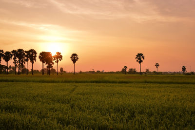 Scenic view of field against sky during sunset