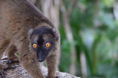 Close-up of a monkey looking away