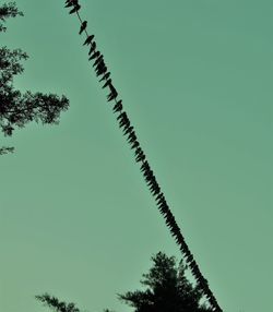 Low angle view of tree against clear sky