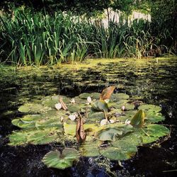 Leaves floating in pond