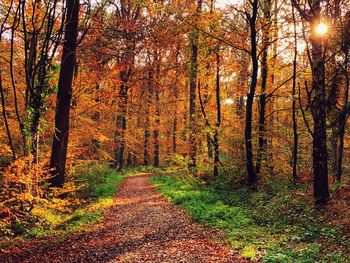 Footpath amidst trees in forest during autumn