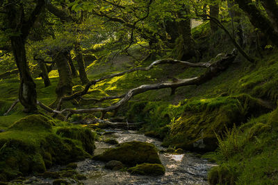 Scenic view of forest