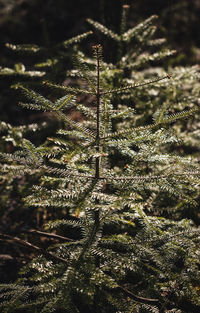 Close-up of pine tree during winter