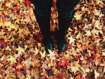 Low section of woman standing on maple leaves