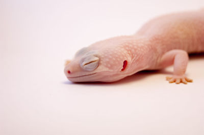 Close-up of lizard on white background