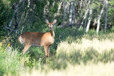 Portrait of deer in forest