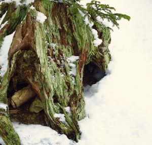 Close-up of moss on tree