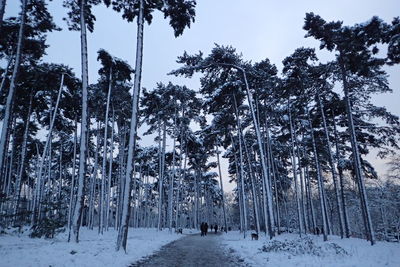 Snow covered pine trees in forest during winter