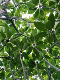 Low angle view of flowering plant