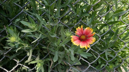 Close-up of flower blooming outdoors