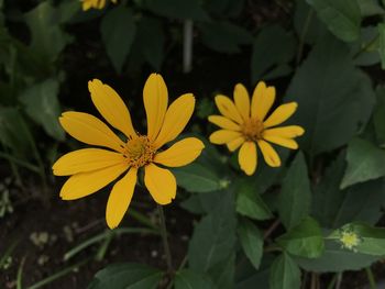 Close-up of yellow flowering plant