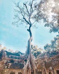 Trees on landscape against sky