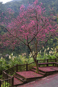 Pink cherry blossoms in park