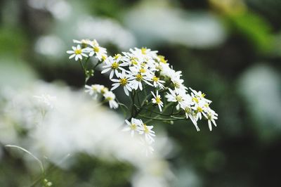 Close-up of white flowering plant