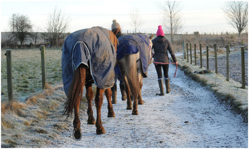 Rear view of horse walking on snow field