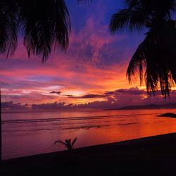 Palm trees at sunset