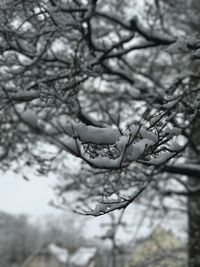 Close-up of snow on branch