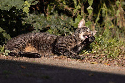 Portrait of a cat resting