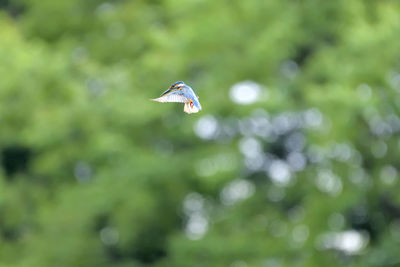 Bird flying over a blurred background