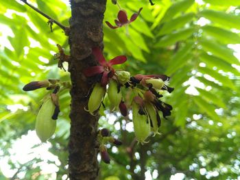 Low angle view of insect on plant