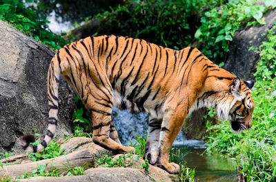 Malayan tiger walk around
