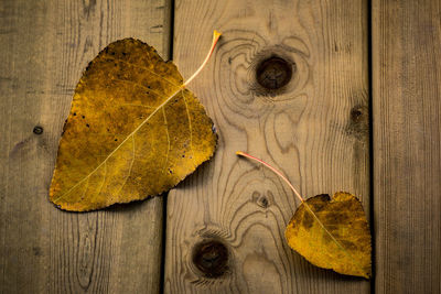 Close-up of leaf on wood
