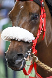 Close-up of horse