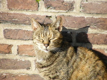 Close-up of a cat against wall