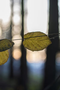 Close-up of autumn leaf against sky