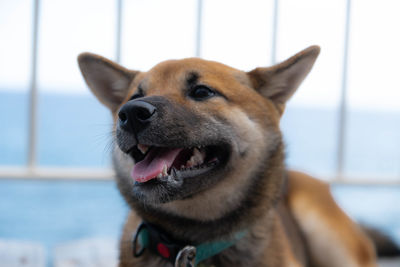 Close-up portrait of dog